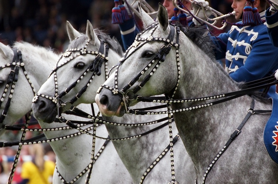 В Москве пройдут конные шоу