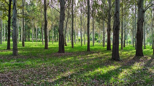 В Бишкеке открыли парк имени Ч. Тулебердиева